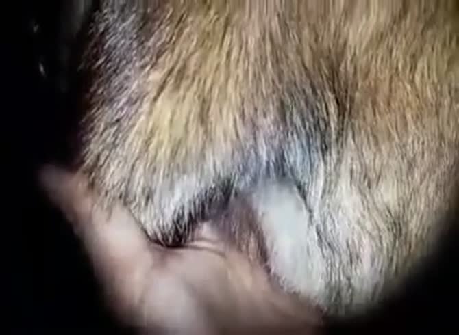 Animal orgasam porno